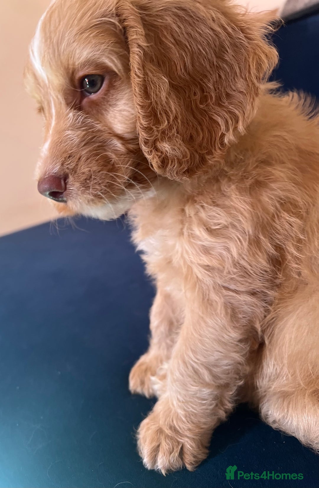 Cockapoo dogs for sale: Rare F1 apricot/ red fox DNA PRCD-PRA clear - Image 14