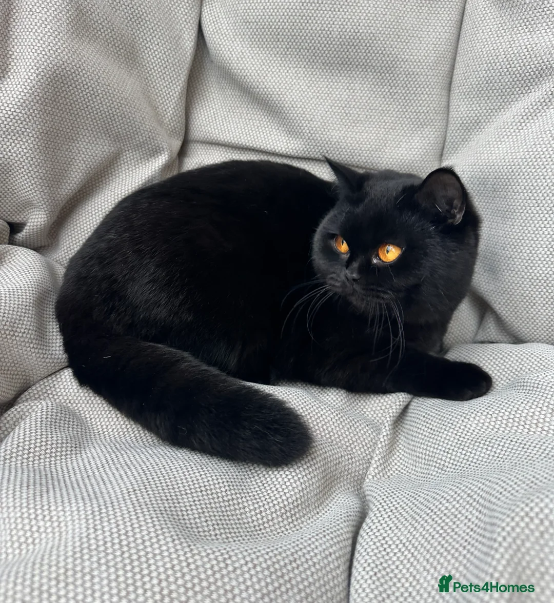 British Shorthair cats for sale: British Shorthair Chunky kittens - Advert 3