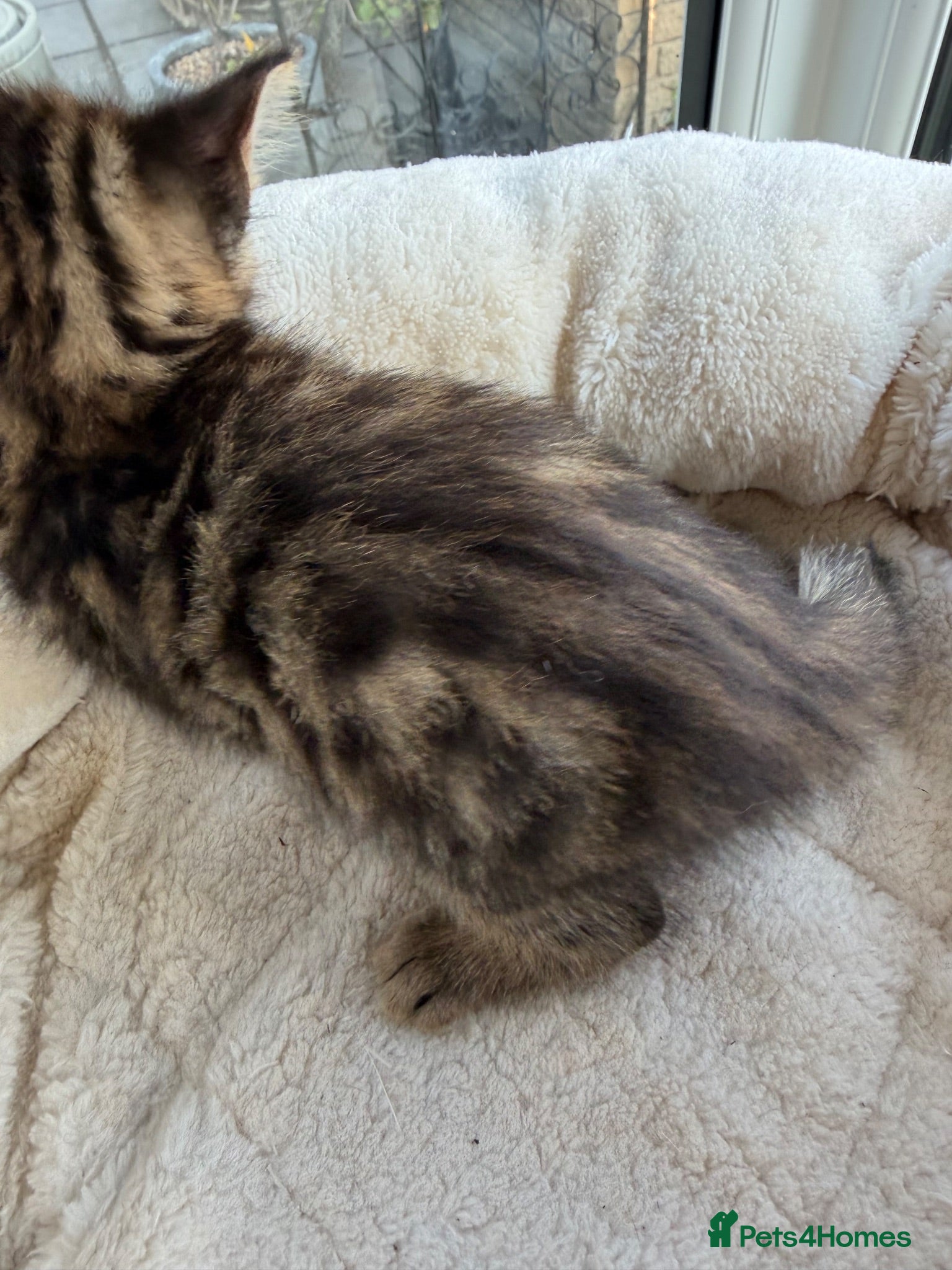 Bengal cats Bengal kittens Mum Tica registered Marbled Spotted - Advert 2