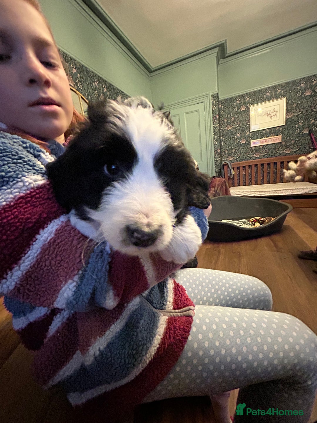 Bernedoodle dogs for sale: Two Gorgeous Bernedoodle Girls - Advert 6