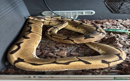Python Snake reptiles for sale: Royal/Ball Python -spider, calico, orange dream - Image 4