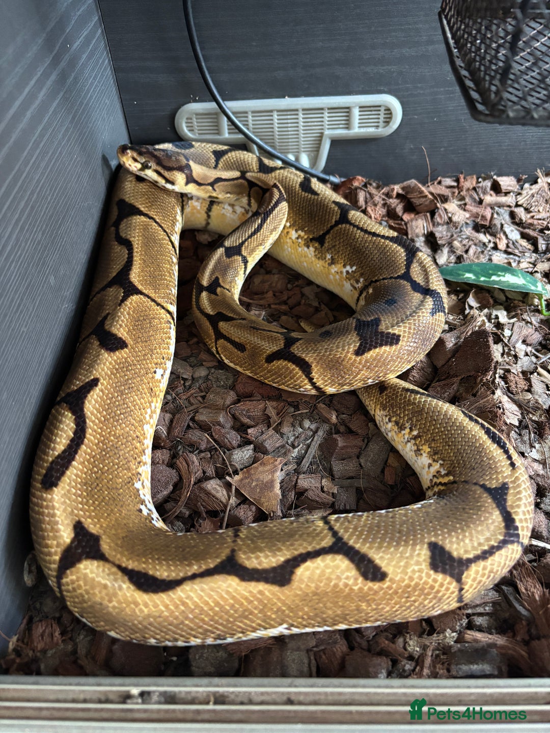 Python Snake reptiles for sale: Royal/Ball Python -spider, calico, orange dream - Image 4