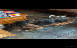 German Shepherd dogs for sale: Lovely Soft Natured Girl - Advert 6