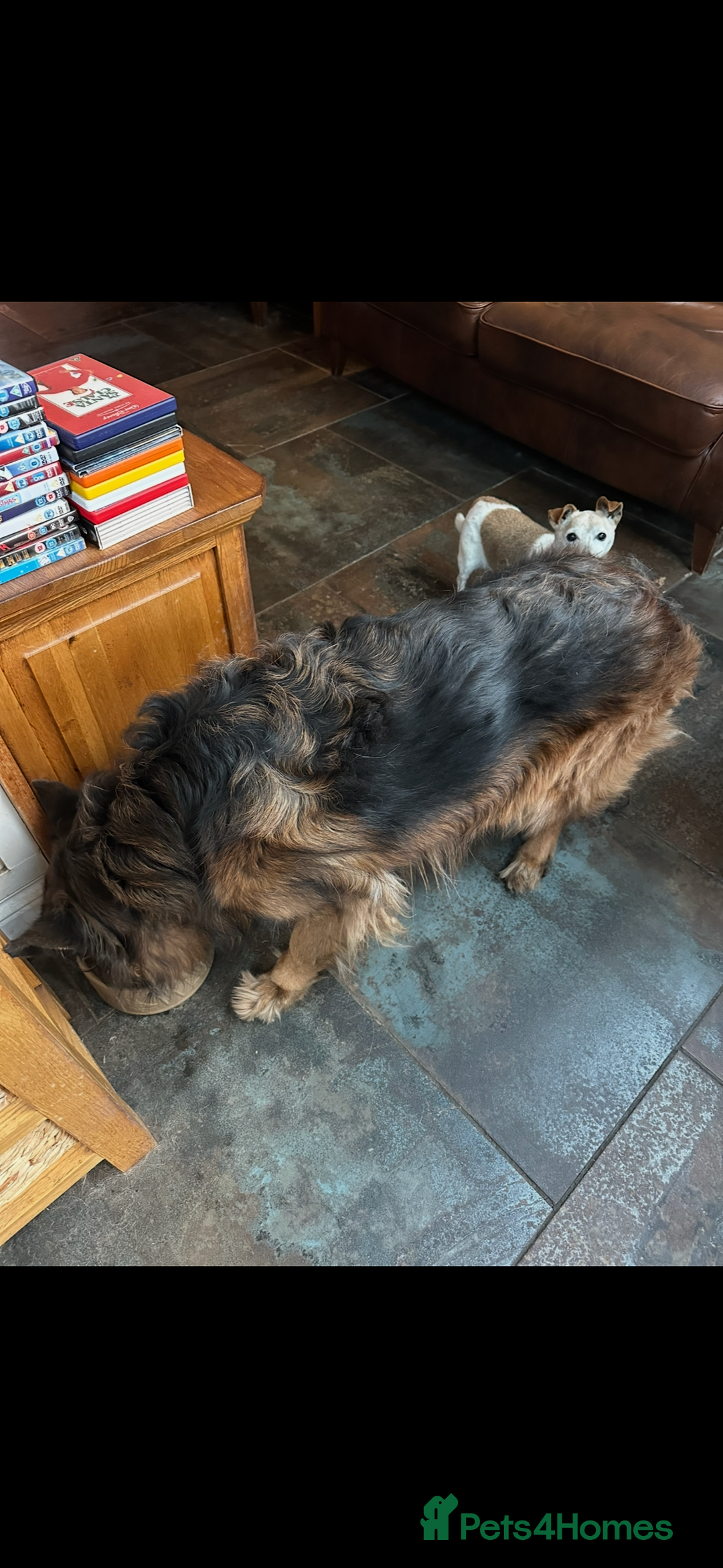 German Shepherd dogs for sale: Lovely Soft Natured Girl - Advert 6