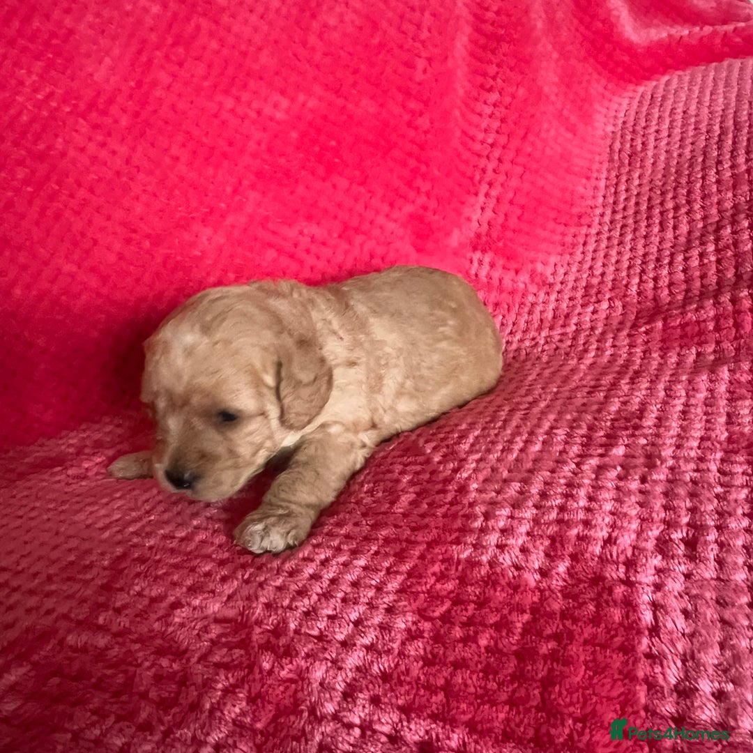 Labradoodle dogs for sale: F1b Australian Labradoodles - Advert 5