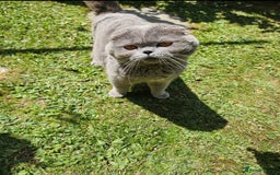 British Shorthair cats for sale: BRITISH SHORTHAIR X SCOTTISH FOLD - Image 7