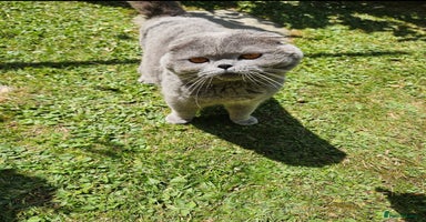 British Shorthair cats - Advert 5