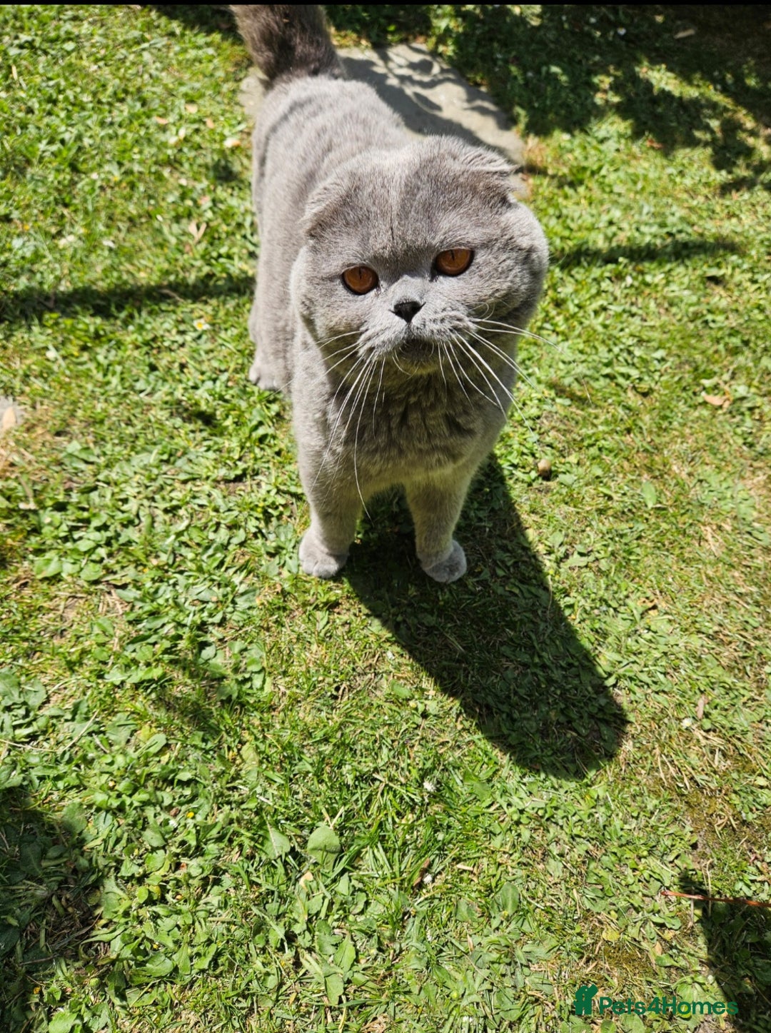 British Shorthair cats for sale: BRITISH SHORTHAIR X SCOTTISH FOLD - Image 7