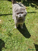 British Shorthair cats - Advert 7