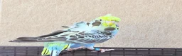 Budgerigars birds for sale: Beautiful young budgies available  - Advert 7