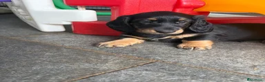 Dachshund 3