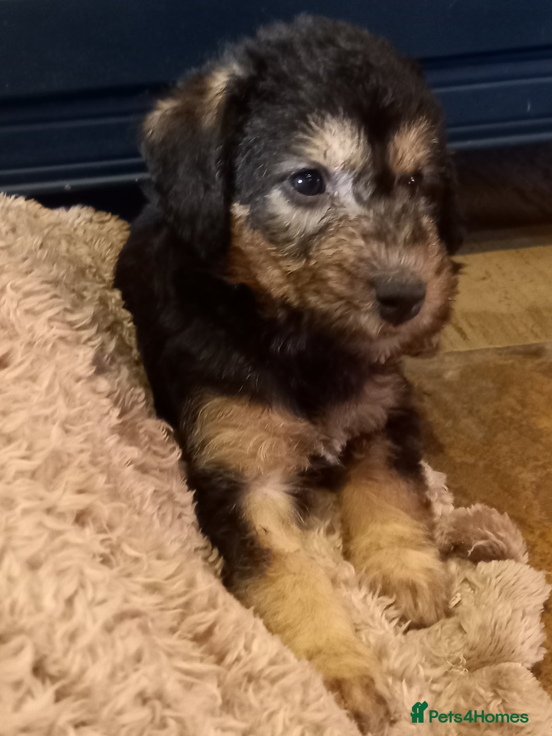 Bedlington Terrier dogs for sale: 7/8 Bedlington 1/8 whippet puppies  - Advert 25