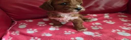 Cavapoo dogs for sale: F1 cavapoos  - Advert 16