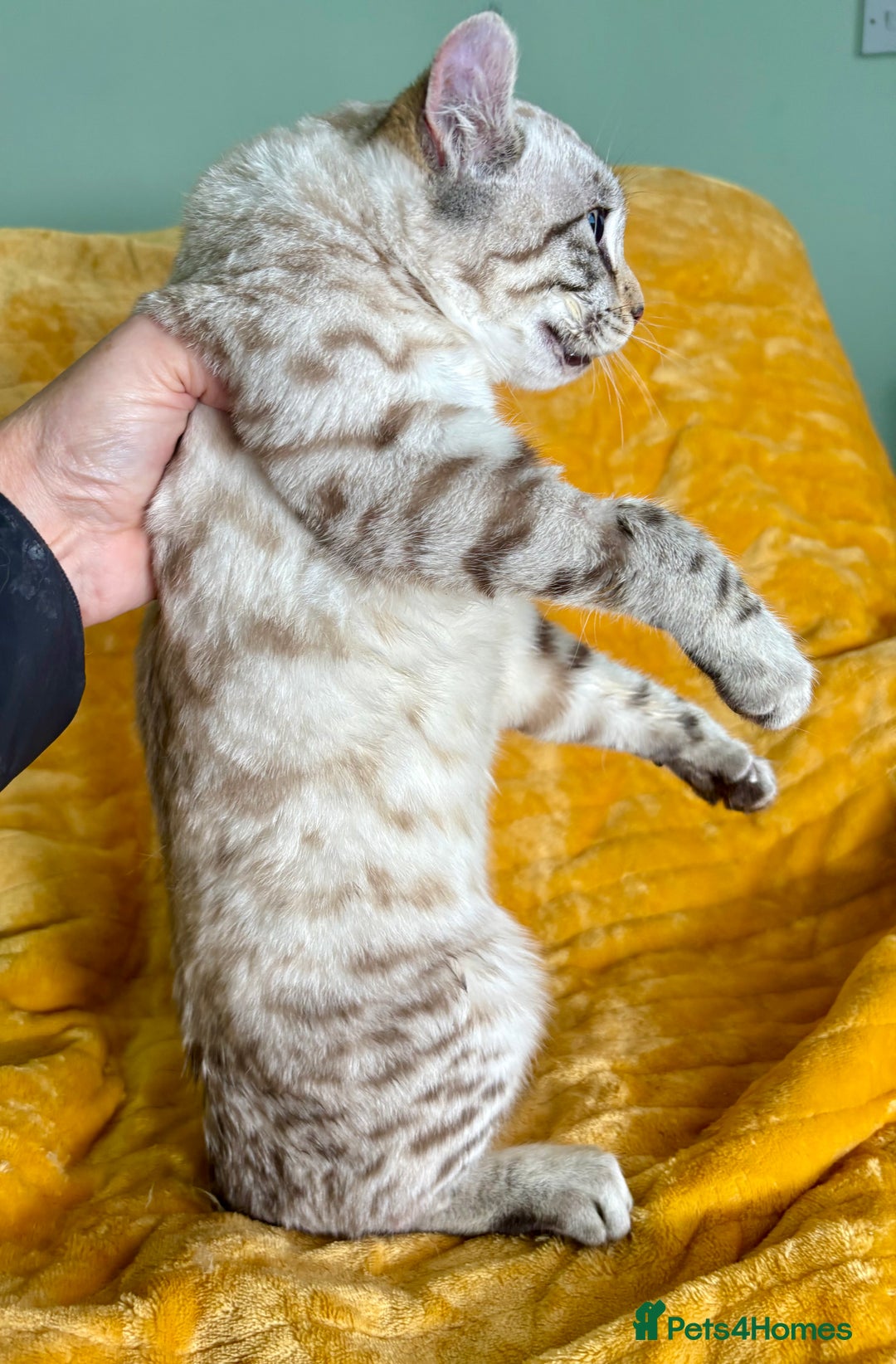 Keetso cats for sale: Super wild looking poly curled eared leopard  - Advert 22