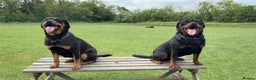 Rottweiler dogs for sale: Big boned chunky Rottweiler puppies - Advert 5