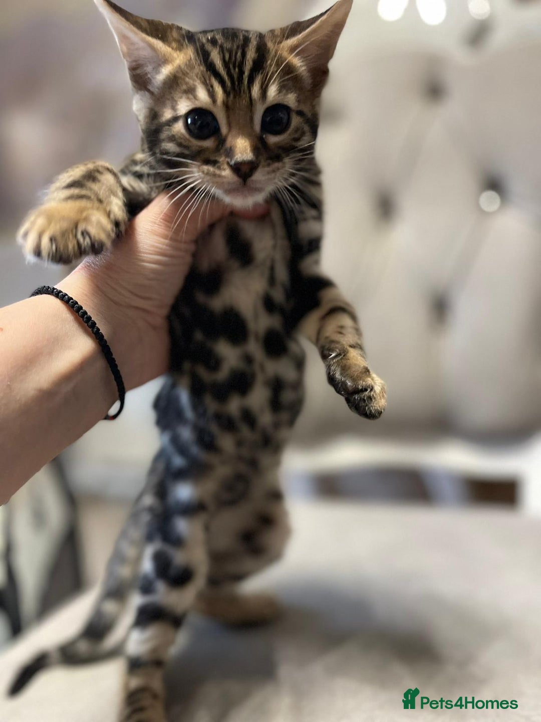 Bengal cats for sale: 5 Outstanding bengal kittens ready for a family  - Advert 17