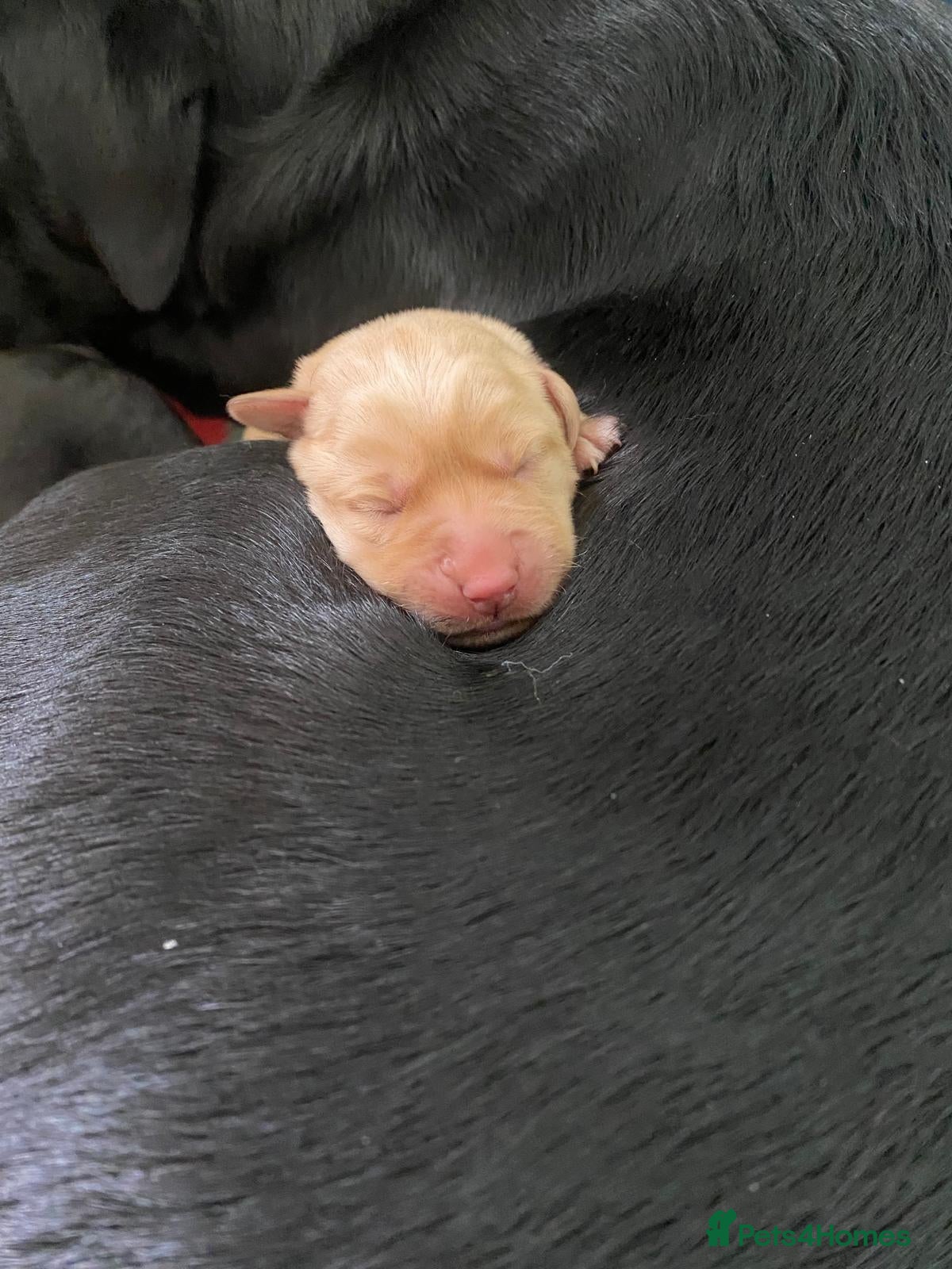 Labrador Retriever dogs for sale: Stunning Labrador puppies in Canterbury - Advert 8
