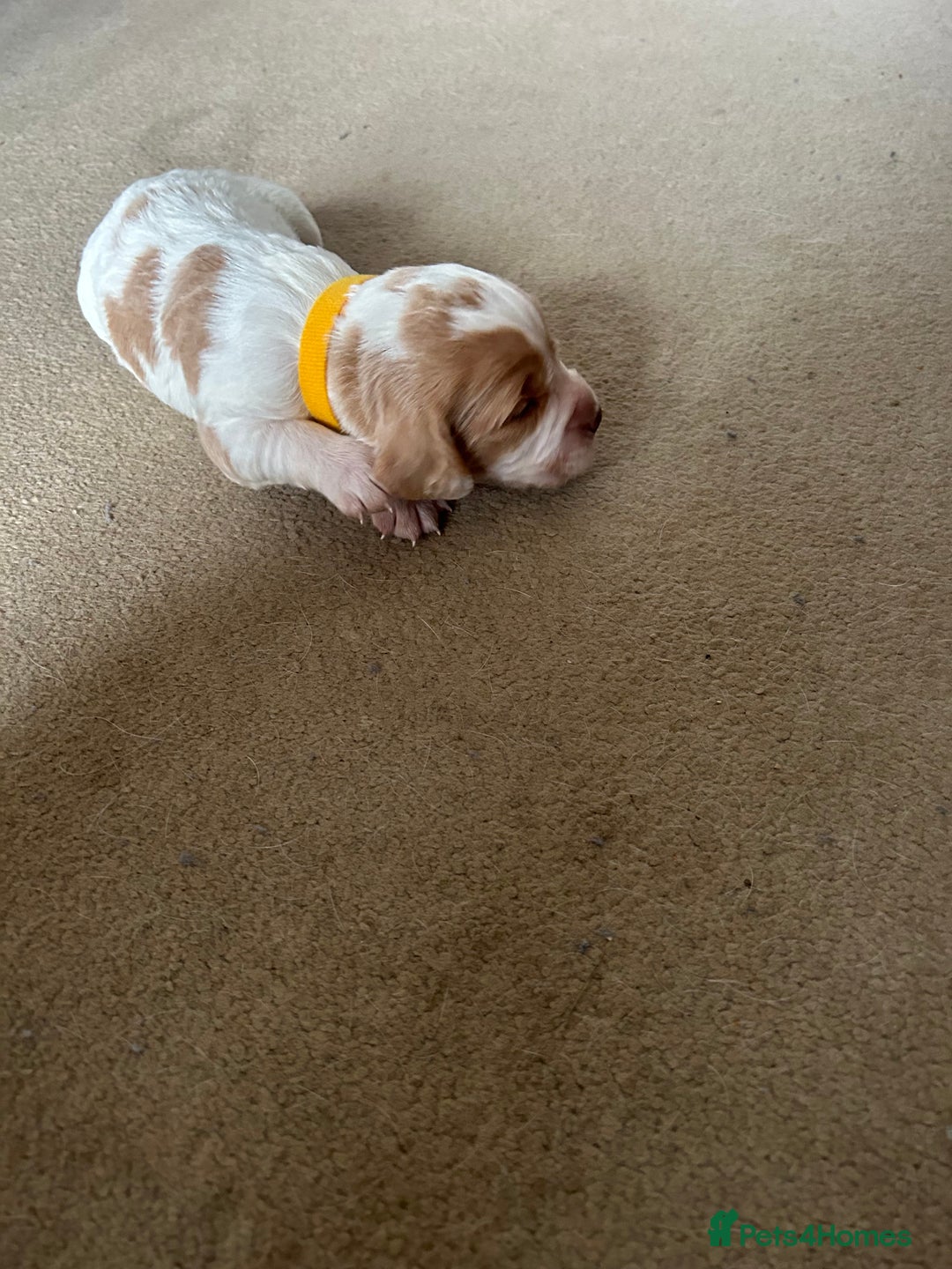 Cocker Spaniel dogs for sale: Working cocker pups - Advert 4