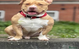 American Bully dogs for stud: Healthy Bully Stud Available Now - Image 2
