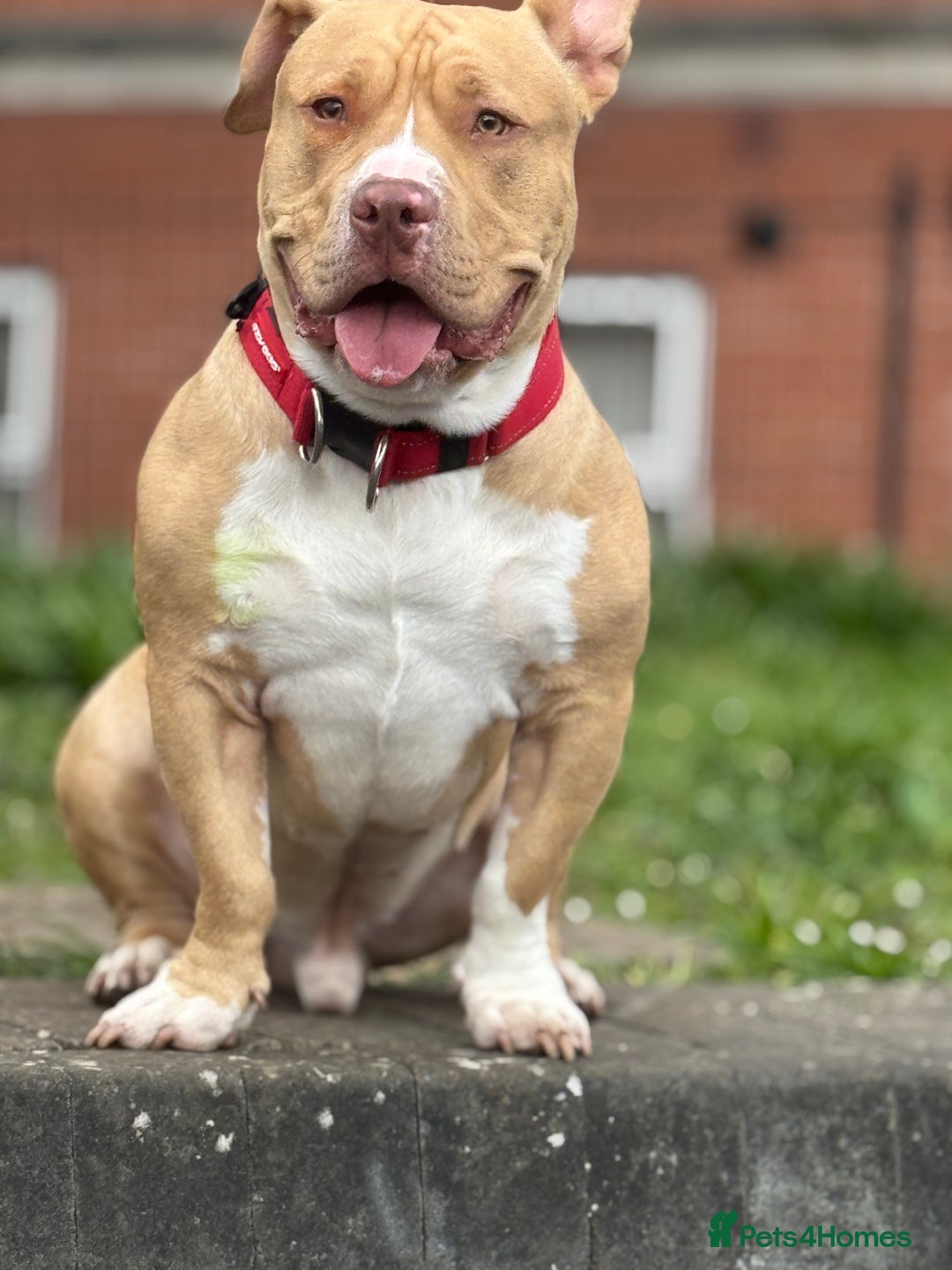 American Bully dogs for stud: Healthy Bully Stud Available Now - Image 2