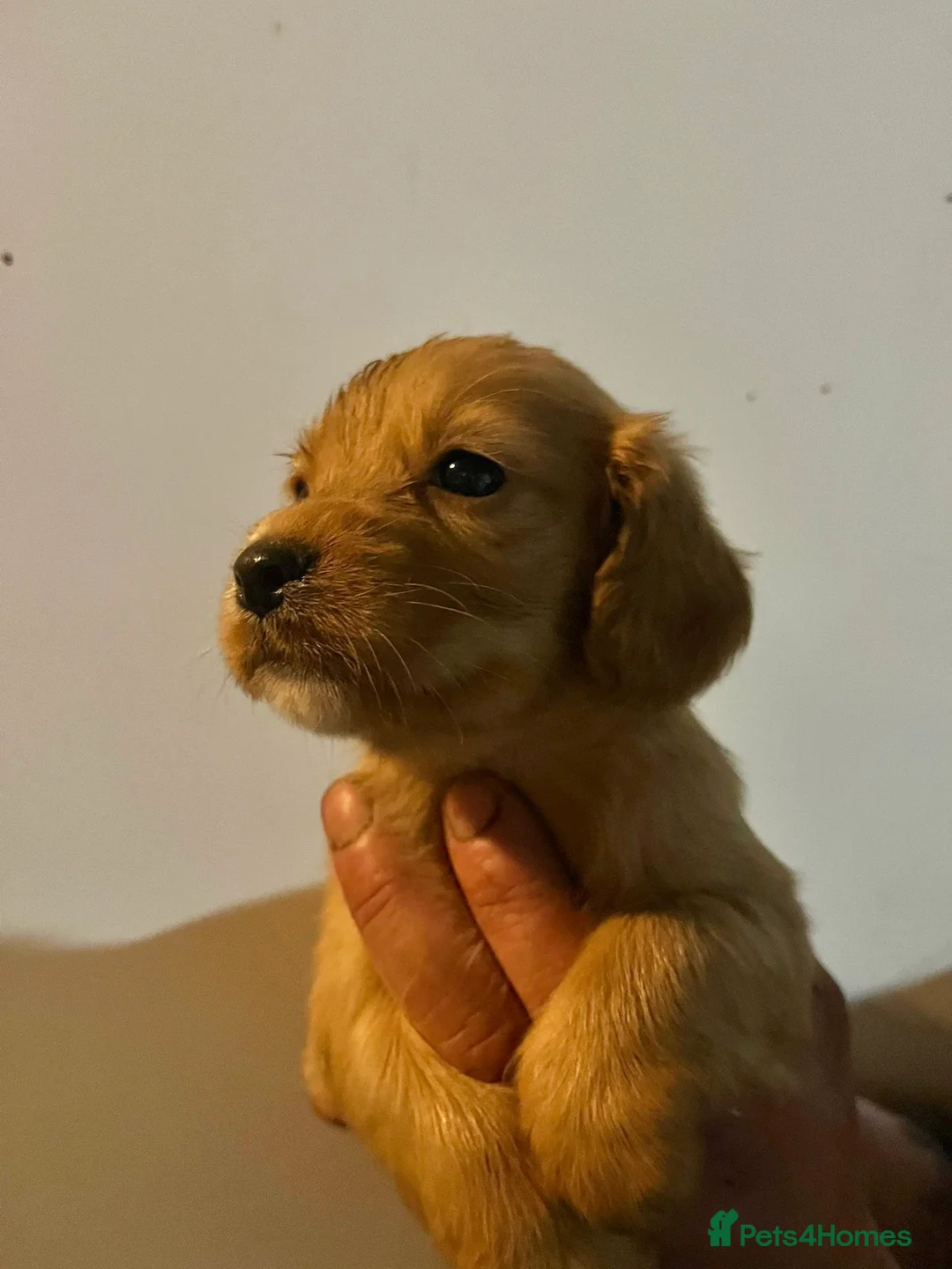 Mixed Breed dogs for sale: Cavalier x cocker spaniel pups - Advert 3