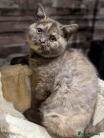 British Shorthair cats GCCF Pedigree BSH chocolate, lilac kittens 💙🩷 - Advert 10