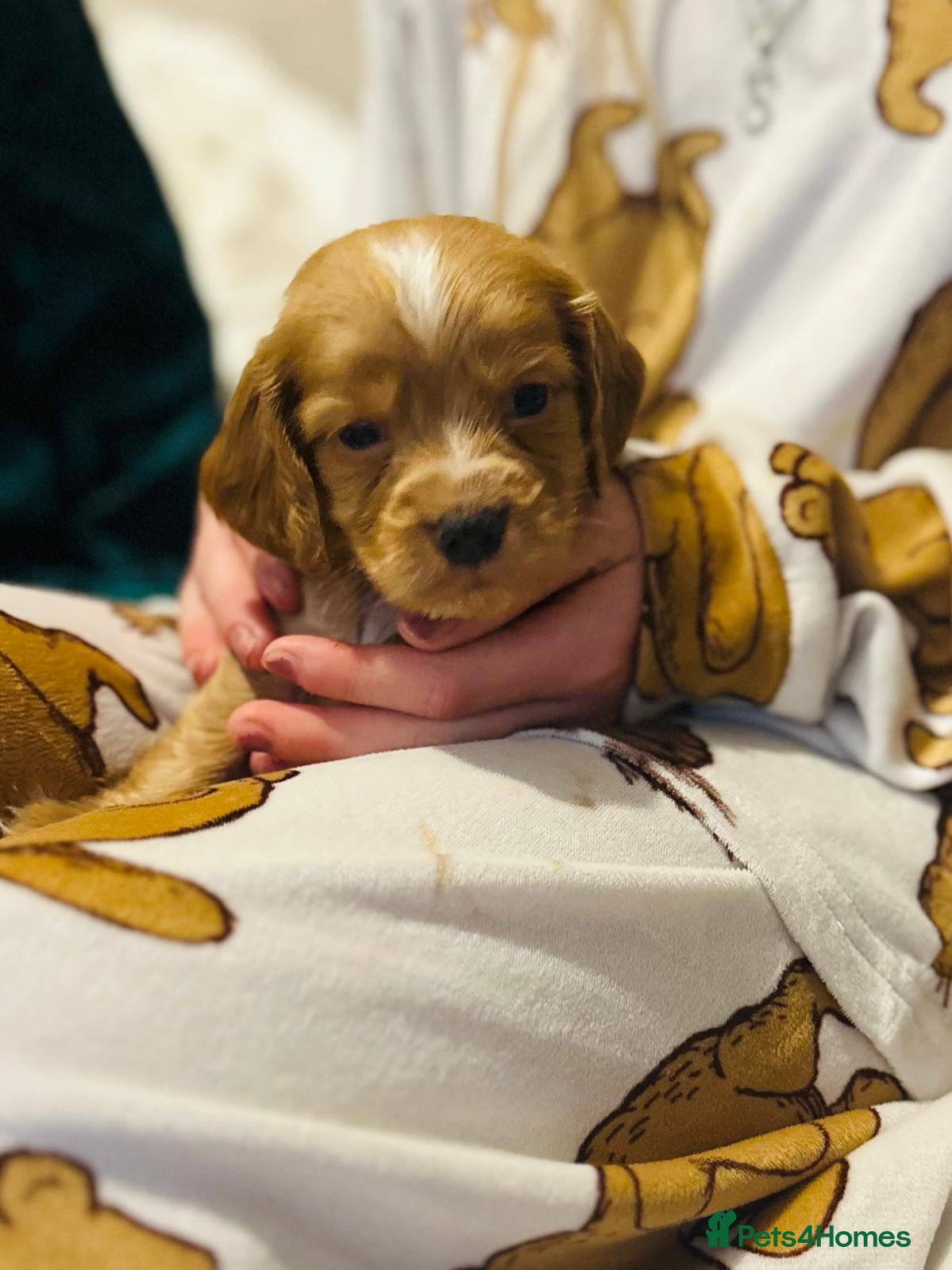 Cocker Spaniel dogs Gorgeous cocker spaniel puppies - Advert 13