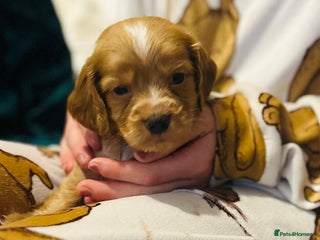 Cocker Spaniel dogs Gorgeous cocker spaniel puppies - Advert 5