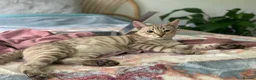 Bengal cats for sale: LaRusso–Stunning Young Snow Bengal w/ Blue Eyes - Advert 3