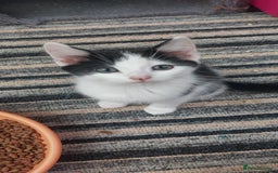 Domestic Shorthair cats for sale: 6 wonderful kittens looking for forever homes - Image 2