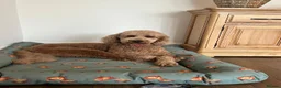 Standard Poodle dogs for sale: Beautiful Standard Poodle Puppies – Southampton  in Southampton - Advert 12
