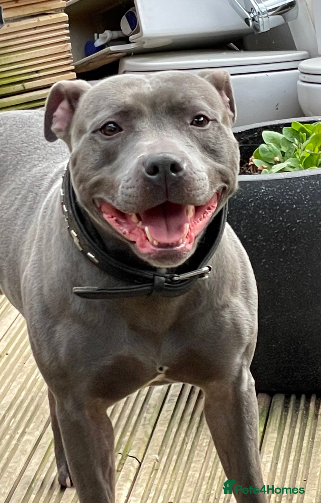 Staffordshire Bull Terrier dogs for stud: STUD…. Blue Siras champion bloodlines  in Stroud - Image 4