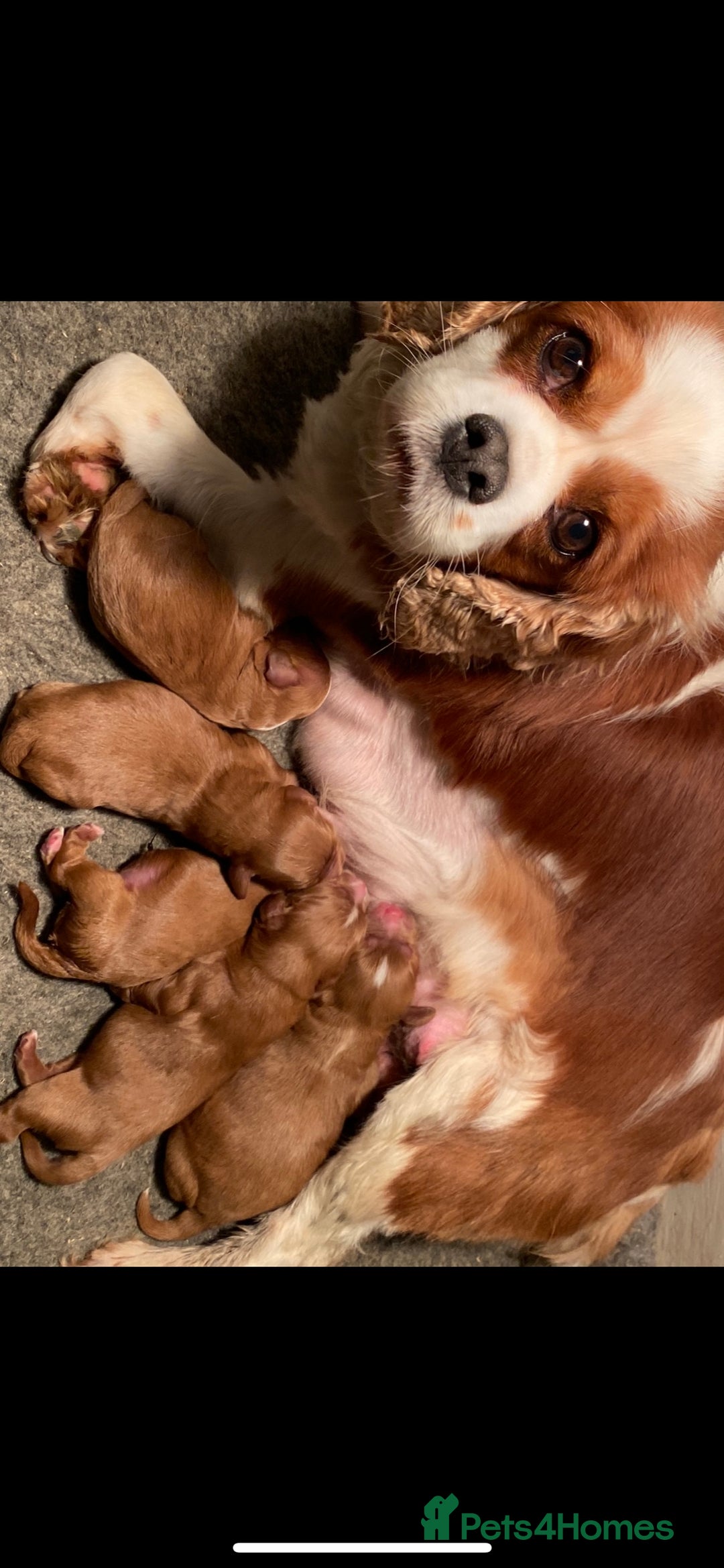 Miniature Poodle dogs for stud: extensively health tested red mini poodle in Swansea - Image 6
