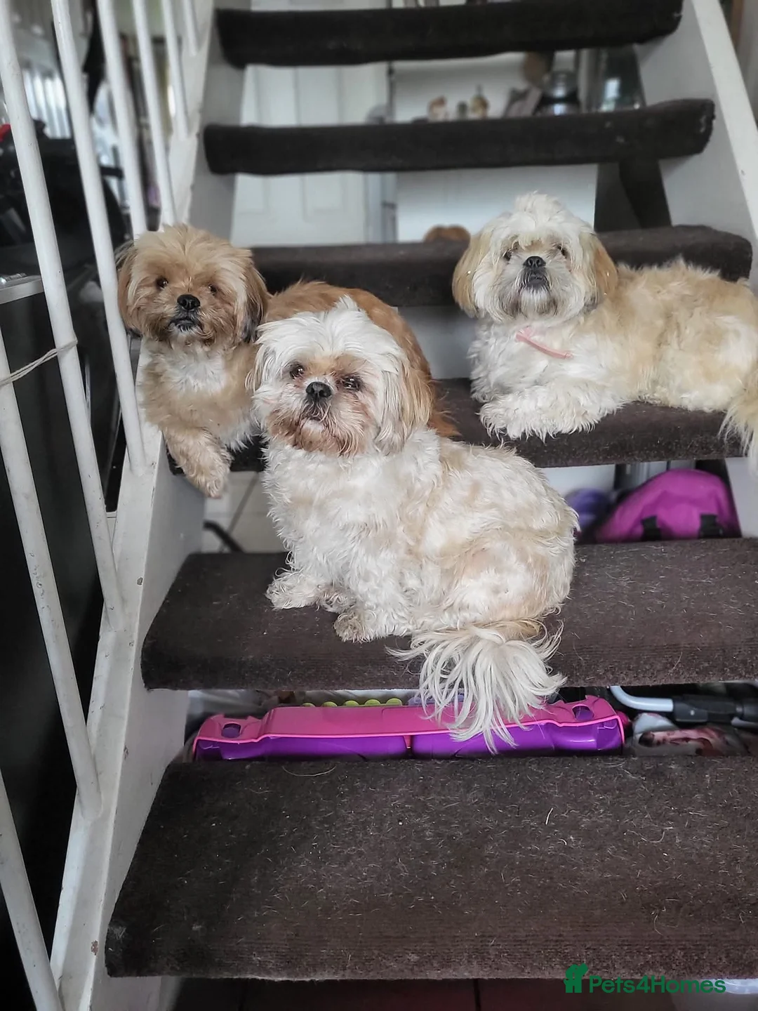 Shih Tzu dogs for sale: Mother & daughter shih tzus rehoming - Advert 2