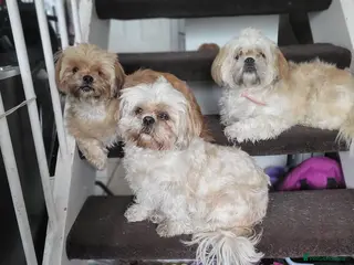 Shih Tzu dogs Mother & daughter shih tzus rehoming - Advert 8