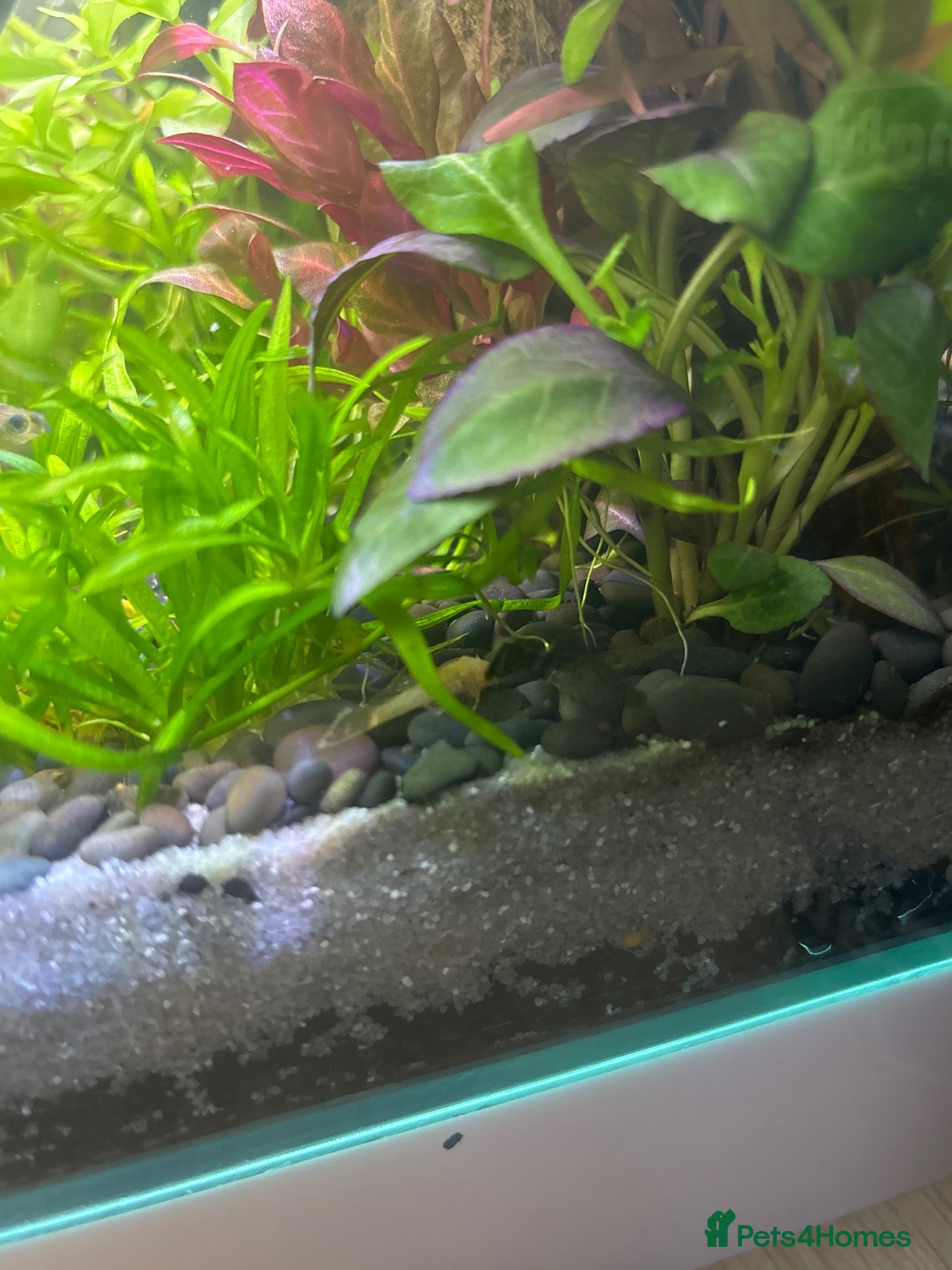 Plecos fish Normal and albino bristle nose pleco  - Advert 1