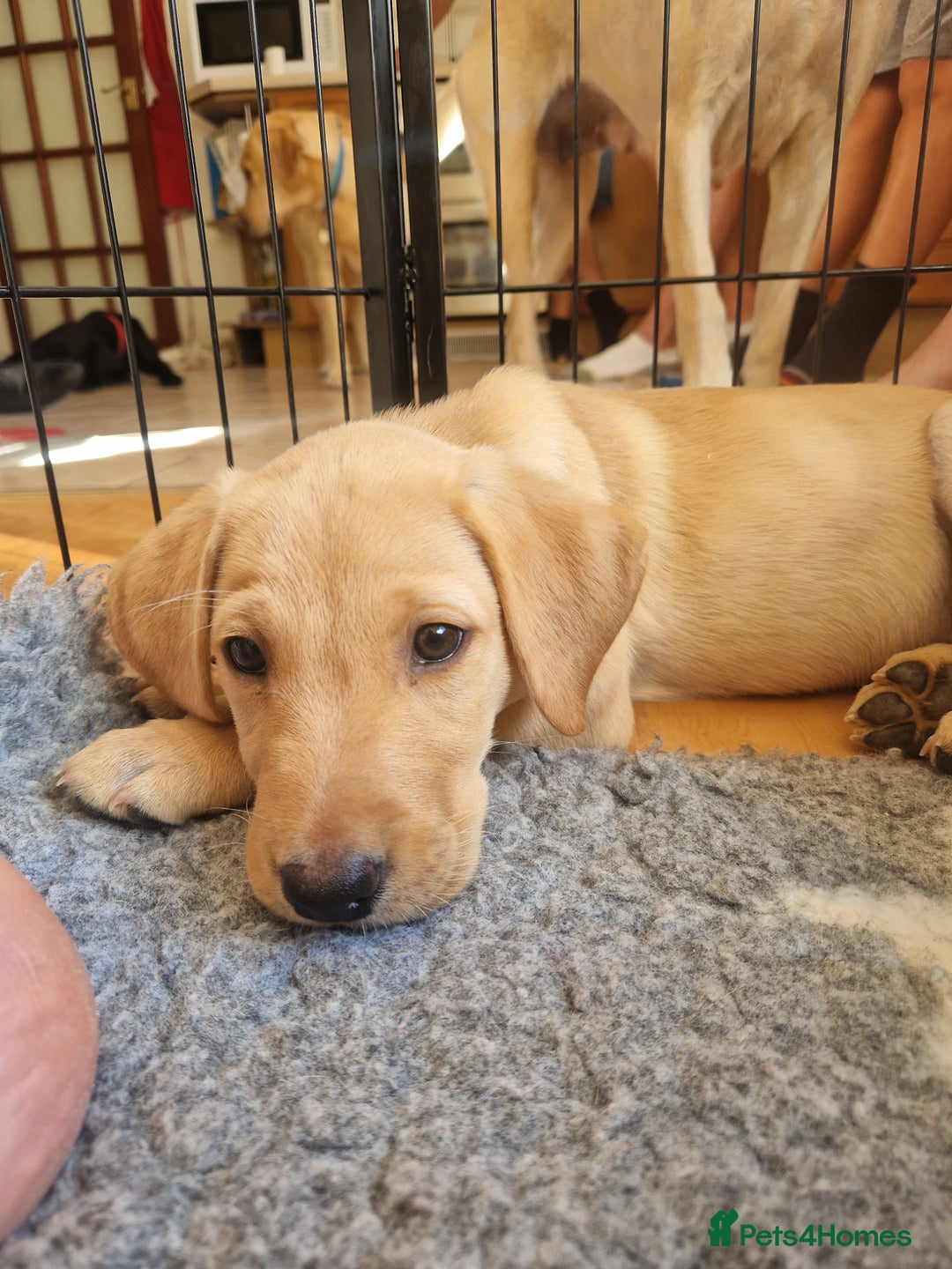 Labrador Retriever dogs for sale: ❗️REDUCED REDUCED READY TO GO❗️5 AVAILABLE in Cwmbran - Image 35