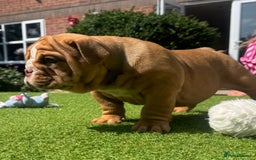 English Bulldog dogs for sale: READY TO GO Full Pedigree health tested bulldogs - Image 8
