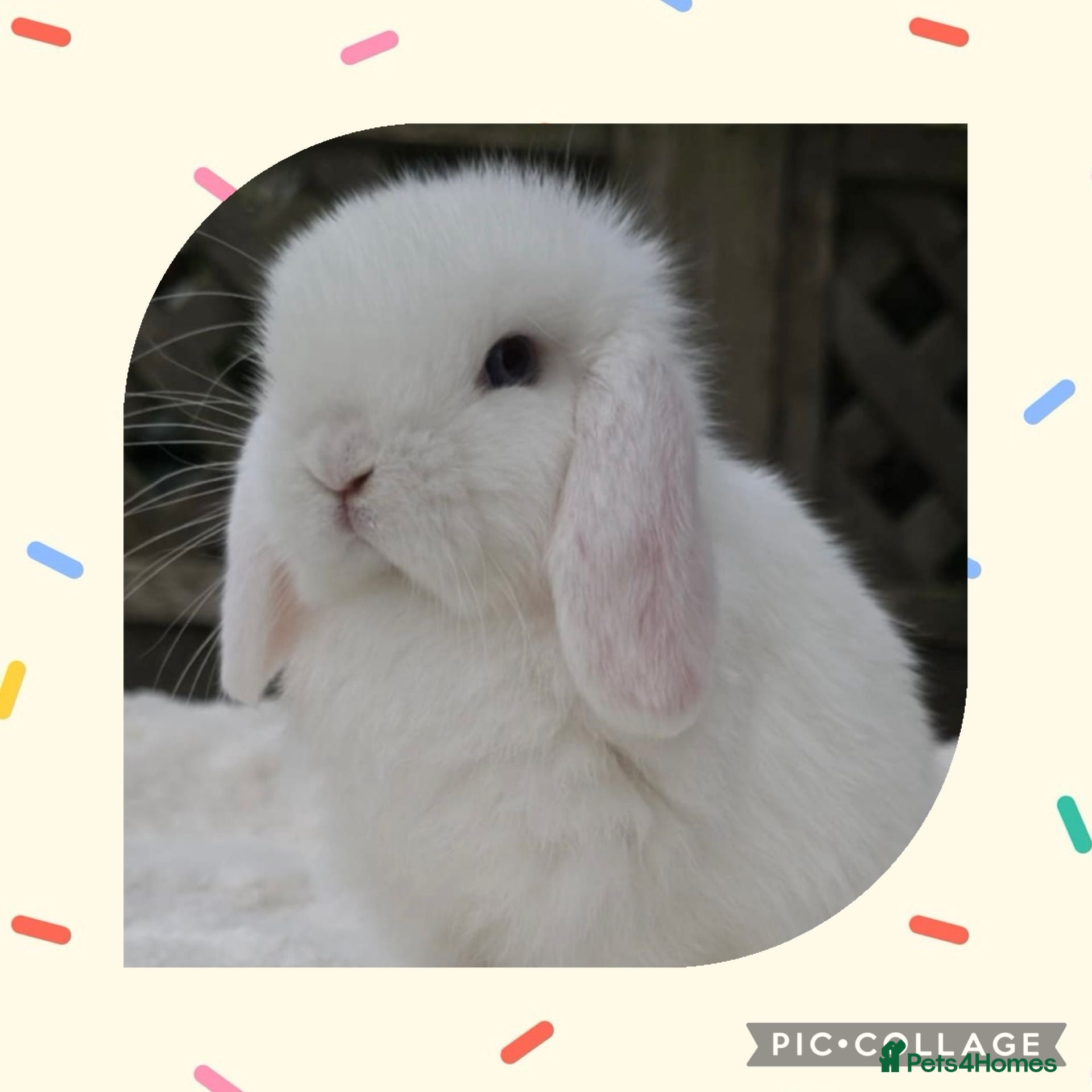 Mini Lop rabbits PEDIGREE MINI LOP BABIES READY NOW  - Advert 11