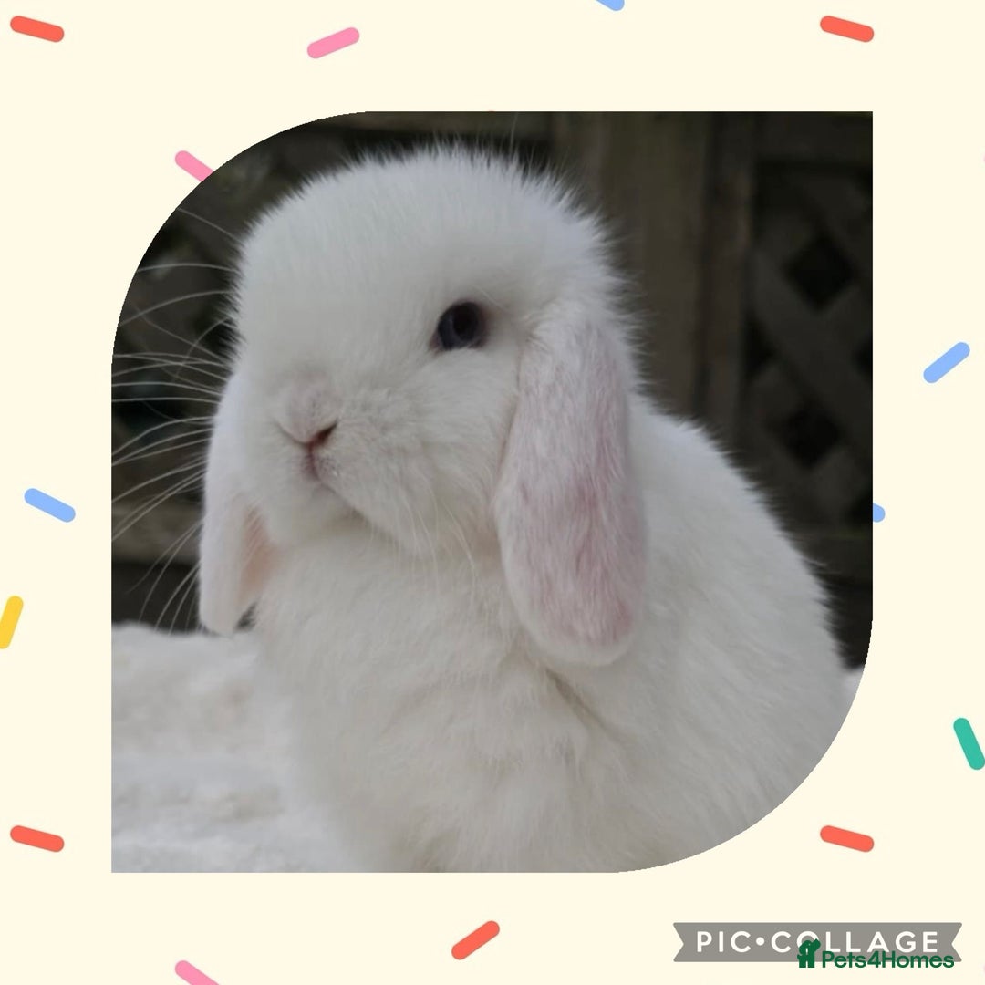 Mini Lop rabbits for sale: PEDIGREE MINI LOP BABIES READY NOW  - Advert 2