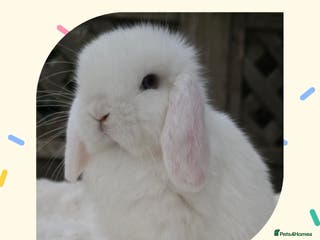 Mini Lop rabbits PEDIGREE MINI LOP BABIES READY NOW - Advert 11