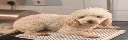 Pomapoo dogs for sale: ☆☆UNIQUE / VERY RARE ☆ 2 FEMALE MICRO BABY BEARS in Bristol - Advert 11