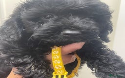 Cavapoo dogs for sale: 🐶 F1B CAVAPOOS 5* HEALTH CHECK 🐶 - Image 11