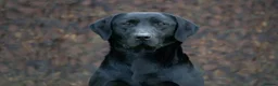 Labrador Retriever dogs for stud: Handsome hunter for stud (well proven) in Alfreton - Advert 5