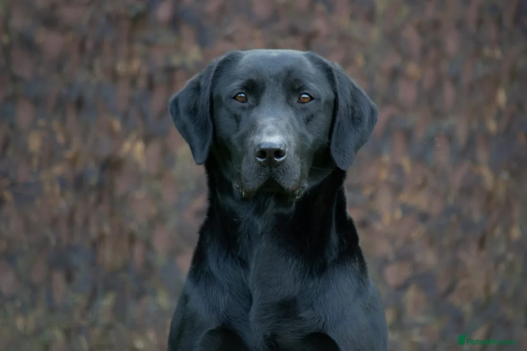 Labrador Retriever dogs for stud: Handsome hunter for stud (well proven) in Alfreton - Advert 5