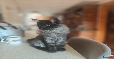 Maine Coon cats - Advert 2