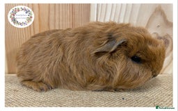 Guinea Pig rodents for sale: Swiss Guinea Pigs - Advert 2