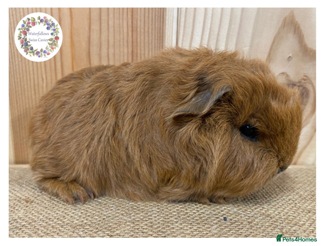 Guinea Pig rodents for sale: Swiss Guinea Pigs - Advert 2