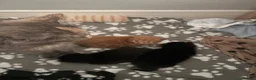 Maine Coon cats for sale: Gorgeous Maine Coon Kittens  - Advert 31