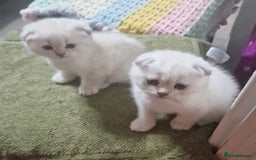 Scottish Fold cats for sale: Scottish Fold Kittens. Vaccinated, Last one left! - Image 19